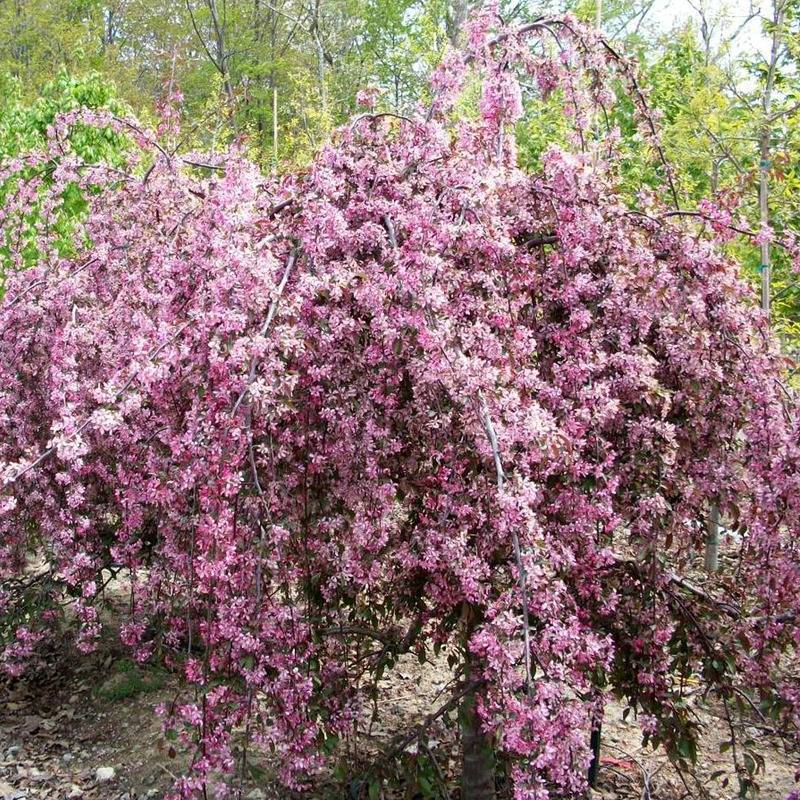 Саженцы Плакучая яблоня сорт Краснолистная